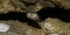 Chondrina sp. Chondrina sp.