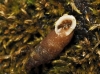 Chondrina tenuimarginata Chondrina tenuimarginata