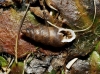 Chondrina tenuimarginata Chondrina tenuimarginata
