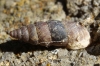 Chondrina tenuimarginata Chondrina tenuimarginata