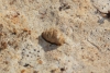 Chondrinidae