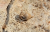 Chondrinidae