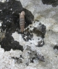 Chondrinidae