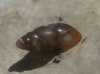 Cochlicopa lubrica