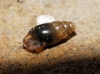 Cochlicopa lubrica