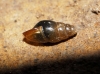 Cochlicopa lubrica