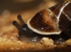 Cochlodina laminata
