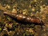 Cochlodina laminata