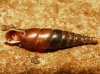 Cochlodina laminata