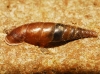 Cochlodina laminata