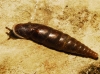 Cochlodina laminata