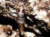 Cochlodina laminata