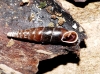 Cochlodina laminata