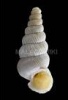 Cochlostoma fontqueri