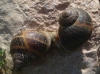 Cornu aspersum