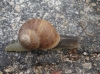 Cornu aspersum