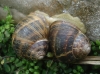 Cornu aspersum