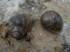 Cornu aspersum