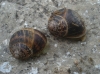Cornu aspersum