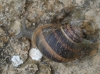 Cornu aspersum