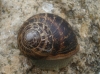Cornu aspersum
