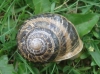 Cornu aspersum
