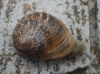 Cornu aspersum
