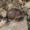 Cornu aspersum