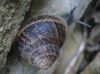 Cornu aspersum