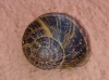 Cornu aspersum