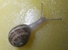 Cornu aspersum
