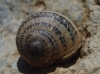 Cornu aspersum
