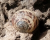 Cornu aspersum