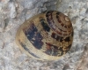 Cornu aspersum