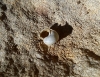 Cornu aspersum
