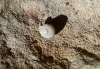 Cornu aspersum