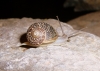 Cornu aspersum