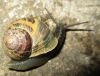 Cornu aspersum