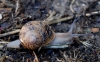 Cornu aspersum