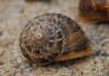 Cornu aspersum