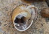 Cornu aspersum