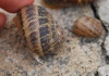 Cornu aspersum