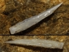 Cornu aspersum