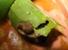 Cornu aspersum aspersum