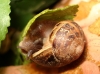 Cornu aspersum aspersum