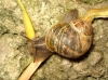 Cornu aspersum aspersum