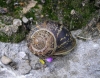 Cornu aspersum