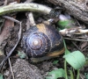 Cornu aspersum