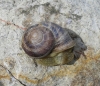 Cornu aspersum