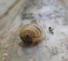 Cornu aspersum
